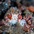 Mosaic Boxer Crab (Lybia tessellata), photo taken in Indonesia, Bali, Tulamben, Sidem