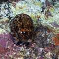 , photo taken in Indonesia, Bali, Tulamben, Sidem