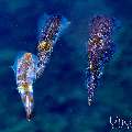 Broadfin Squid (Sepioteuthis lessoniana), photo taken in Indonesia, Bali, Tulamben, Sidem