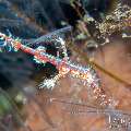 Ornate Ghost Pipefish (Solenostomus paradoxus), photo taken in Indonesia, Bali, Tulamben, Tai Sapi