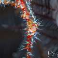 Ornate Ghost Pipefish (Solenostomus paradoxus), photo taken in Indonesia, Bali, Tulamben, Tai Sapi