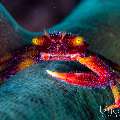Hairy Coral Crab (Quadrella boopsis), photo taken in Indonesia, Bali, Tulamben, Tai Sapi