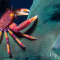 Hairy Coral Crab (Quadrella boopsis), photo taken in Indonesia, Bali, Tulamben, Tai Sapi