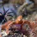 Orang Utan Crab (Achaeus japonicus), photo taken in Indonesia, Bali, Tulamben, Tai Sapi