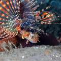 Zebra Lionfish (Dendrochirus zebra), photo taken in Indonesia, Bali, Tulamben, Tai Sapi