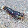 Deman's Snapping Shrimp (Synalpheus demani), photo taken in Indonesia, Bali, Tulamben, Tai Sapi