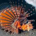 Zebra Lionfish (Dendrochirus zebra), photo taken in Indonesia, Bali, Tulamben, Tai Sapi