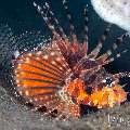 Zebra Lionfish (Dendrochirus zebra), photo taken in Indonesia, Bali, Tulamben, Tai Sapi