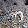 Goby, photo taken in Indonesia, Bali, Tulamben, Tai Sapi