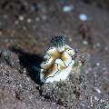 Nudibranch, photo taken in Indonesia, Bali, Tulamben, Tai Sapi
