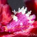 Silky Egg Shell (Dentiovula mariae), photo taken in Indonesia, Bali, Tulamben, Tai Sapi