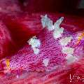 Silky Egg Shell (Dentiovula mariae), photo taken in Indonesia, Bali, Tulamben, Tai Sapi
