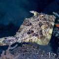 Blotchy Filefish (Pseudomonacanthus macrurus), photo taken in Indonesia, Bali, Tulamben, Tai Sapi