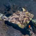 Blotchy Filefish (Pseudomonacanthus macrurus), photo taken in Indonesia, Bali, Tulamben, Tai Sapi
