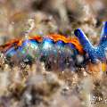 Sea Slug (Thuridilla indopacifica), photo taken in Indonesia, Bali, Tulamben, Tai Sapi