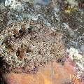 Nudibranch, photo taken in Indonesia, Bali, Tulamben, Tai Sapi