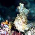 Leaf Scorpionfish (Taenianotus triacanthus), photo taken in Indonesia, Bali, Tulamben, Tai Sapi