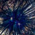 Savigny’s Sea Urchin (Diadema savignyi), photo taken in Indonesia, Bali, Tulamben, Tai Sapi