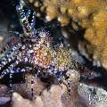 Marble Shrimp - Cells (Saron cf. marmoratus), photo taken in Indonesia, Bali, Tulamben, Tai Sapi