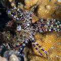 , photo taken in Indonesia, Bali, Tulamben, Tai Sapi