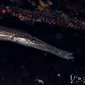 Chinese Trumpetfish (Aulostomus chinensis), photo taken in Indonesia, Bali, Tulamben, Seraya Secrets Chinese Trumpetfish (Aulostomus chinensis), photo taken in Indonesia, Bali, Tulamben, Seraya Secrets