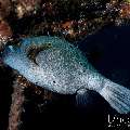 Black-Spotted Puffer (Arothron nigropunctatus), photo taken in Indonesia, Bali, Tulamben, Seraya Secrets Black-Spotted Puffer (Arothron nigropunctatus), photo taken in Indonesia, Bali, Tulamben, Seraya Secrets
