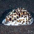 Tiger egg cowry (Cuspivolva tigris), photo taken in Indonesia, Bali, Tulamben, Seraya Secrets Tiger egg cowry (Cuspivolva tigris), photo taken in Indonesia, Bali, Tulamben, Seraya Secrets