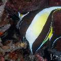 Moorish idol (Zanclus cornutus), photo taken in Indonesia, Bali, Tulamben, Seraya Secrets Moorish idol (Zanclus cornutus), photo taken in Indonesia, Bali, Tulamben, Seraya Secrets