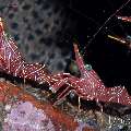 Durban Dancing Shrimp (Rhynchocinetes durbanensis), photo taken in Indonesia, Bali, Tulamben, Seraya Secrets Durban Dancing Shrimp (Rhynchocinetes durbanensis), photo taken in Indonesia, Bali, Tulamben, Seraya Secrets