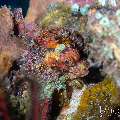 , photo taken in Indonesia, Bali, Tulamben, Seraya Secrets , photo taken in Indonesia, Bali, Tulamben, Seraya Secrets
