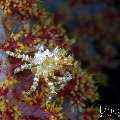 Candy crab (Hoplophrys oatesi), photo taken in Indonesia, Bali, Tulamben, Seraya Secrets Candy crab (Hoplophrys oatesi), photo taken in Indonesia, Bali, Tulamben, Seraya Secrets