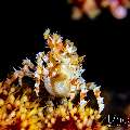 Candy crab (Hoplophrys oatesi), photo taken in Indonesia, Bali, Tulamben, Seraya Secrets Candy crab (Hoplophrys oatesi), photo taken in Indonesia, Bali, Tulamben, Seraya Secrets