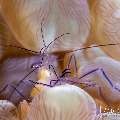 Bubble Coral Shrimp (Vir philippinensis), photo taken in Indonesia, Bali, Tulamben, Seraya Secrets Bubble Coral Shrimp (Vir philippinensis), photo taken in Indonesia, Bali, Tulamben, Seraya Secrets