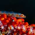 , photo taken in Indonesia, Bali, Tulamben, Seraya Secrets , photo taken in Indonesia, Bali, Tulamben, Seraya Secrets