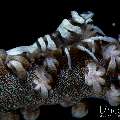 Anker's Whip Coral Shrimp (Pontonides ankeri), photo taken in Indonesia, Bali, Tulamben, Seraya Secrets Anker's Whip Coral Shrimp (Pontonides ankeri), photo taken in Indonesia, Bali, Tulamben, Seraya Secrets