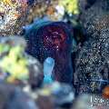 Day Octopus (Octopus cyanea), photo taken in Indonesia, Bali, Tulamben, Seraya Secrets Day Octopus (Octopus cyanea), photo taken in Indonesia, Bali, Tulamben, Seraya Secrets