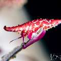 Rosy Spindle Shell (Phenacovolva rosea), photo taken in Indonesia, Bali, Tulamben, Seraya Secrets Rosy Spindle Shell (Phenacovolva rosea), photo taken in Indonesia, Bali, Tulamben, Seraya Secrets