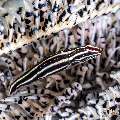 Doubleline Clingfish (Lepadichthys lineatus), photo taken in Indonesia, Bali, Tulamben, Seraya Secrets Doubleline Clingfish (Lepadichthys lineatus), photo taken in Indonesia, Bali, Tulamben, Seraya Secrets