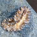 Flatworm, photo taken in Indonesia, Bali, Tulamben, Seraya Secrets Flatworm, photo taken in Indonesia, Bali, Tulamben, Seraya Secrets