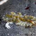 Flatworm, photo taken in Indonesia, Bali, Tulamben, Seraya Secrets Flatworm, photo taken in Indonesia, Bali, Tulamben, Seraya Secrets