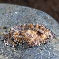 Flatworm, photo taken in Indonesia, Bali, Tulamben, Seraya Secrets Flatworm, photo taken in Indonesia, Bali, Tulamben, Seraya Secrets