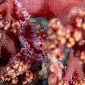 Candy crab (Hoplophrys oatesi), photo taken in Indonesia, Bali, Tulamben, Bulakan Slope