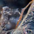Ocellated tozeuma shrimp (Tozeuma lanceolatum), photo taken in Indonesia, Bali, Tulamben, Bulakan Slope