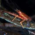 Side-Striped Squat Lobster (Galathea sp.), photo taken in Indonesia, Bali, Tulamben, Bulakan Slope