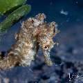 Common Seahorse (Hippocampus kuda), photo taken in Indonesia, Bali, Tulamben, Bulakan Slope