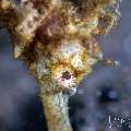 Common Seahorse (Hippocampus kuda), photo taken in Indonesia, Bali, Tulamben, Bulakan Slope