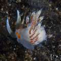 Nudibranch, photo taken in Indonesia, Bali, Tulamben, Bulakan Slope