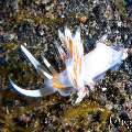Nudibranch, photo taken in Indonesia, Bali, Tulamben, Bulakan Slope