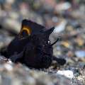 Deepwater Frogfish (Nudiantennarius subteres), photo taken in Indonesia, Bali, Tulamben, Bulakan Slope