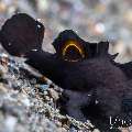 Deepwater Frogfish (Nudiantennarius subteres), photo taken in Indonesia, Bali, Tulamben, Bulakan Slope